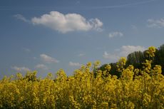 Rapsfeld_3047.jpg